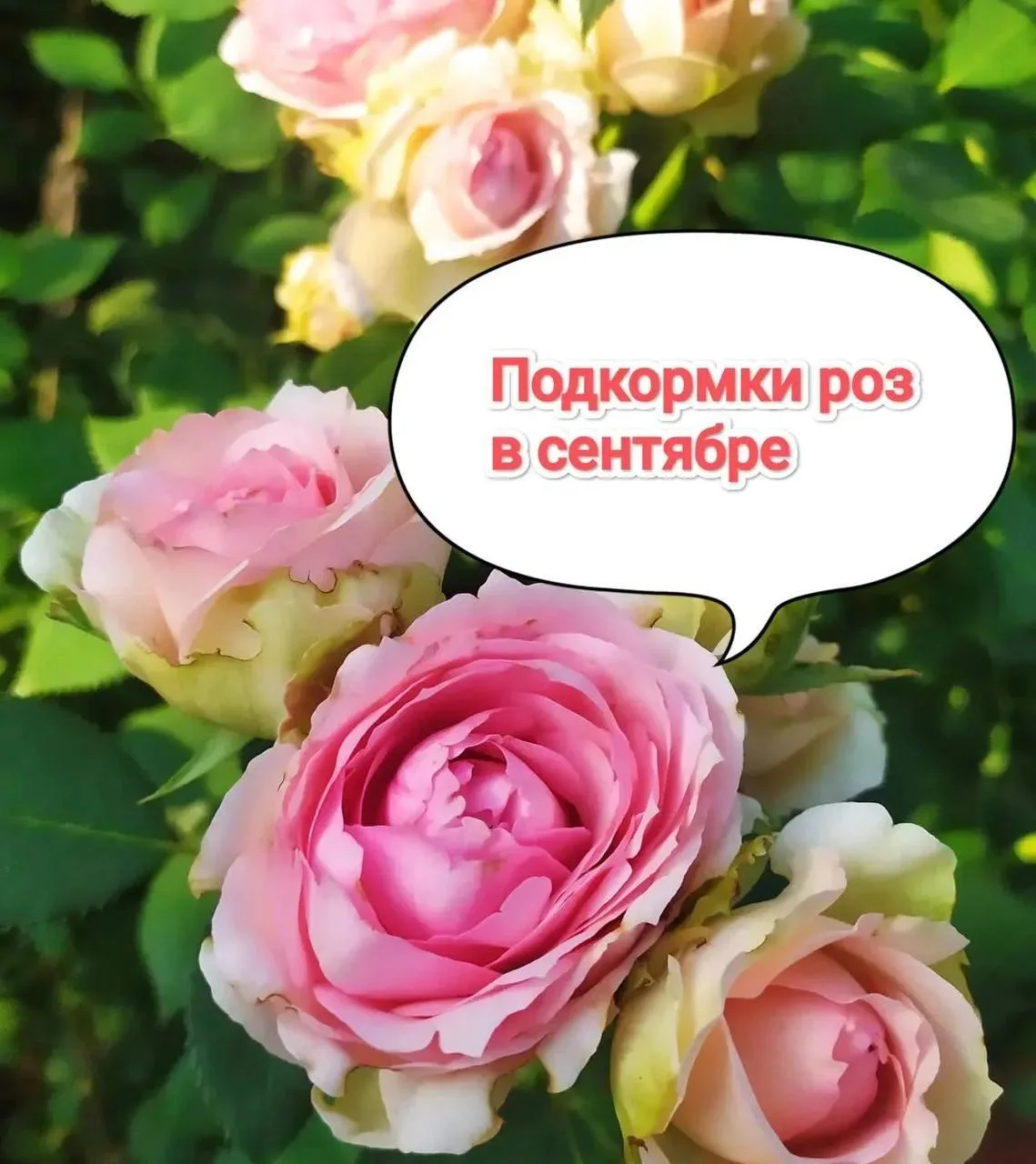 Уход за розами в сентябре 🌹
