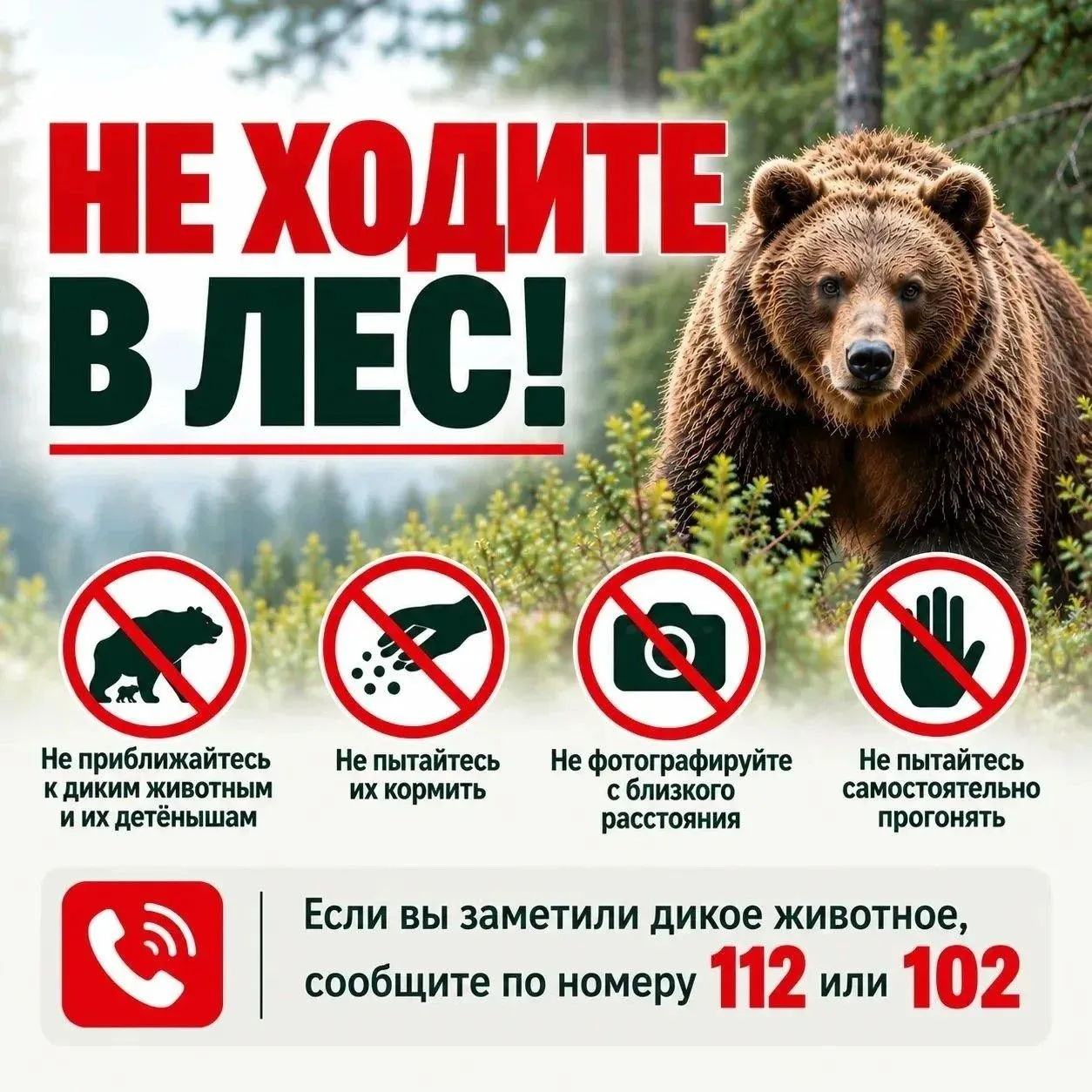 В Забайкалье усилили патрулирование из-за выхода медведей