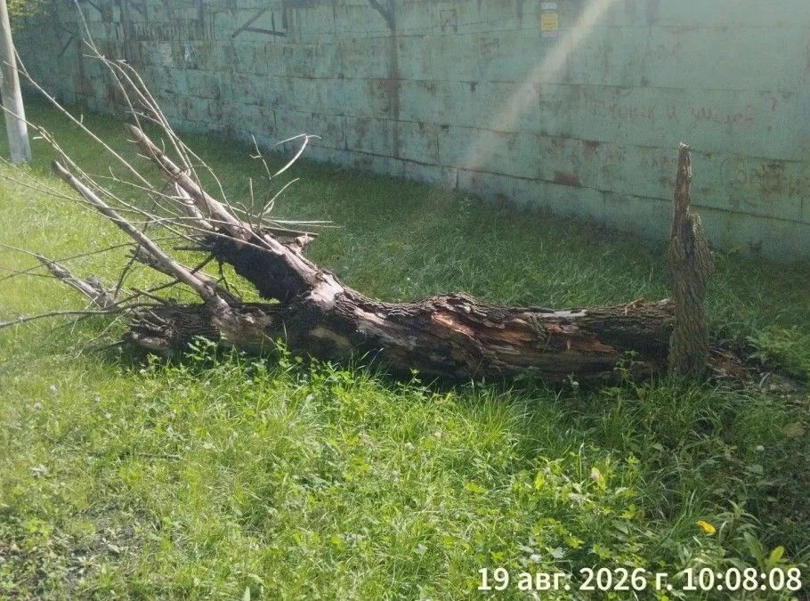 🌳 Уход за деревьями и кустарниками Уссурийска: итоги работ августа