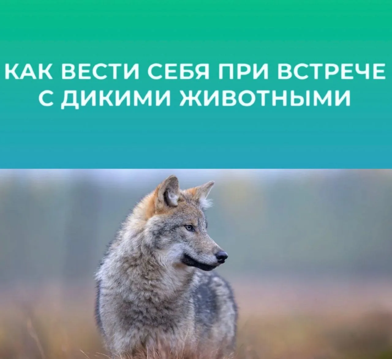 Осторожно, дикие звери ❗