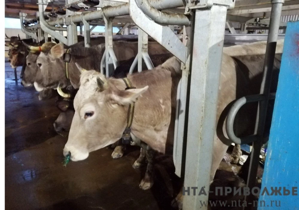 Удмуртия начала экспорт молочной продукции в Афганистан, ОАЭ и Узбекистан.