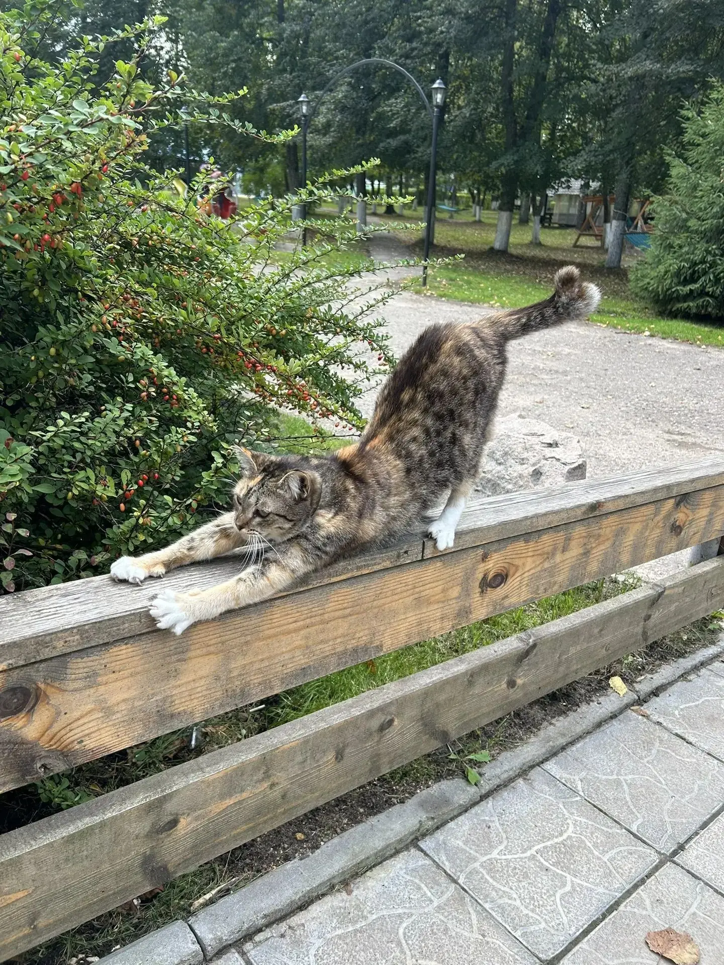 🌅 Зарядка по утрам — это настоящая польза! И это понимает даже… серенький хвостик! 😄