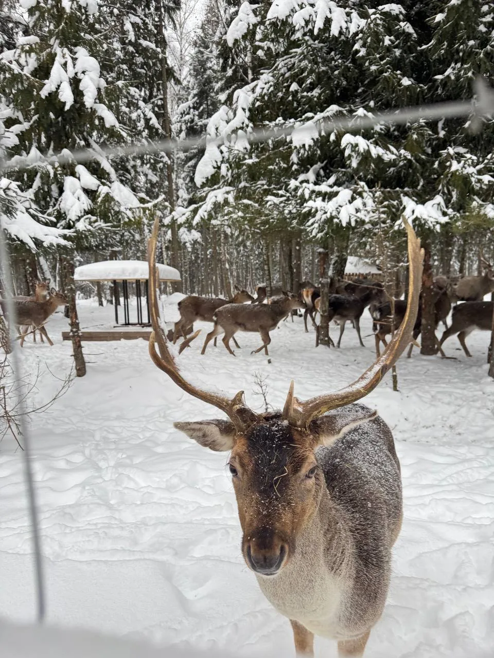 Наши райские выходные в волшебном Серпухове😍🌲🌨️