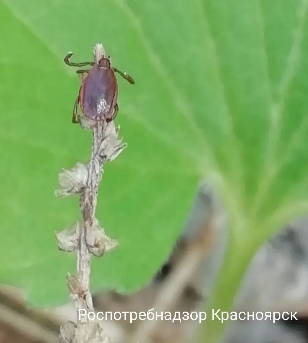 Клещи по-прежнему атакуют

За последнюю неделю пострадали от встреч с этими членистоногими 366 жител