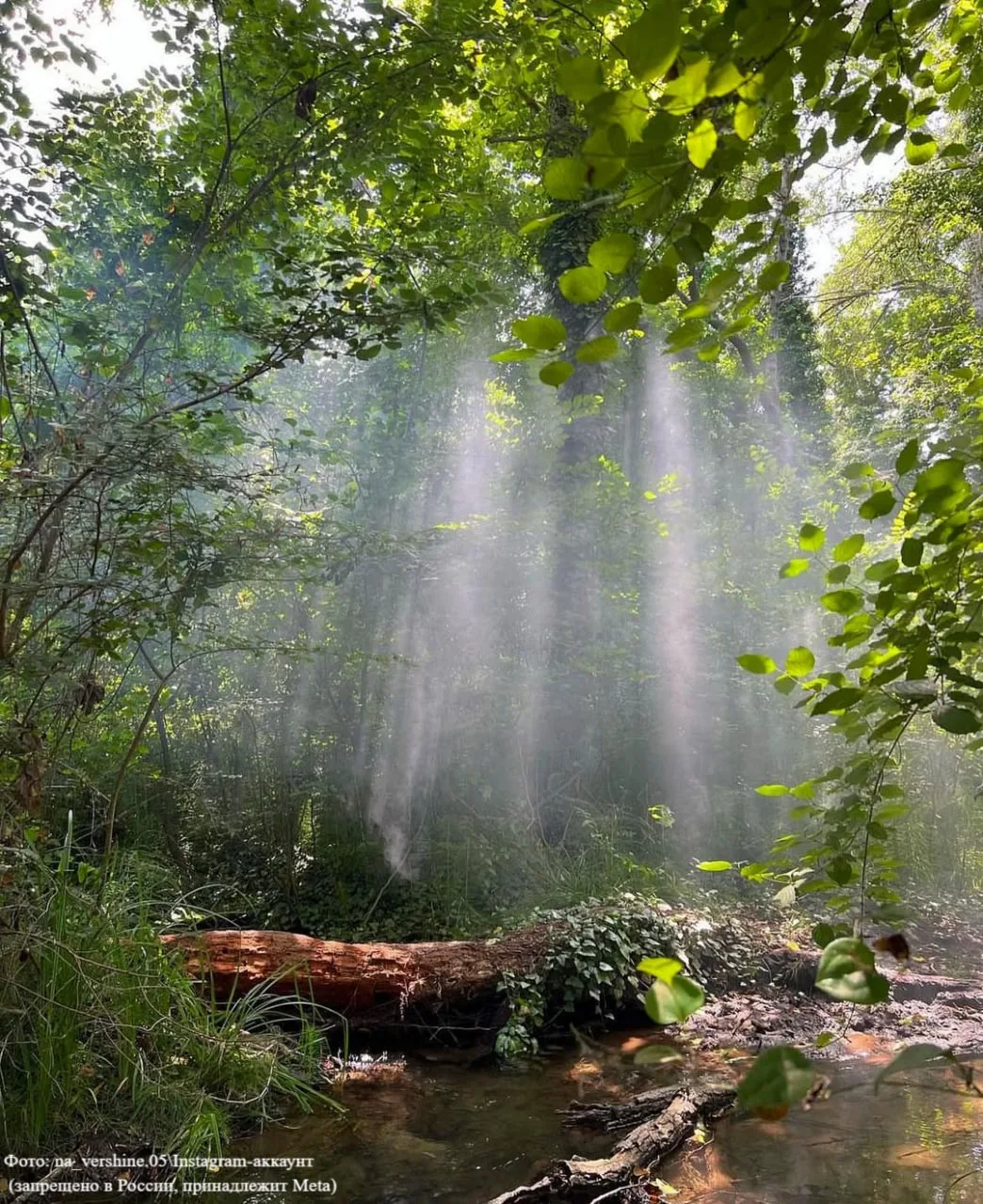 Где в России искать лианы? 🌿  В Самурском лесу. Ведь лианы растут не только в далеких джунглях — в Д