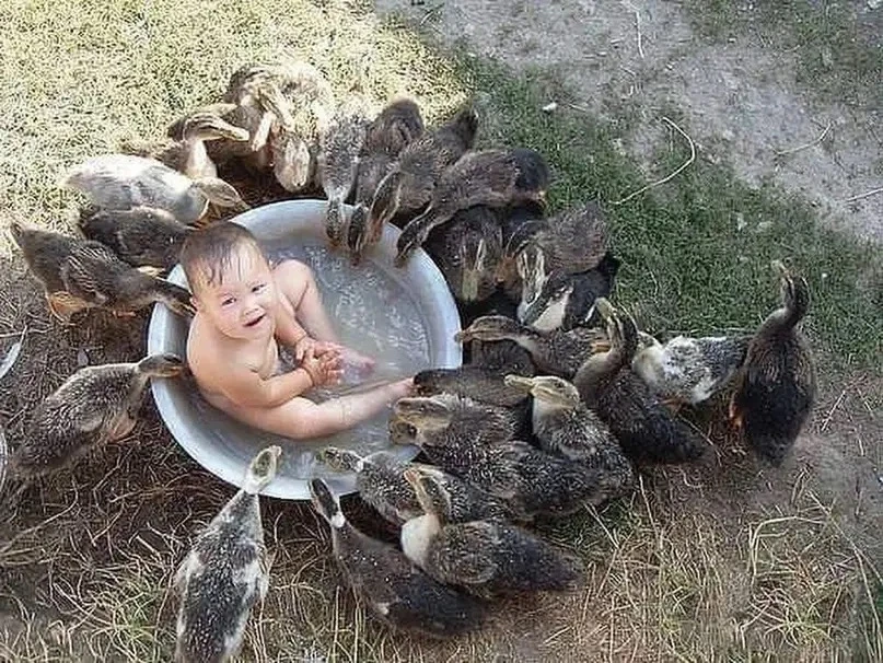 😃👍Жили у бабуси внук и много гусей!