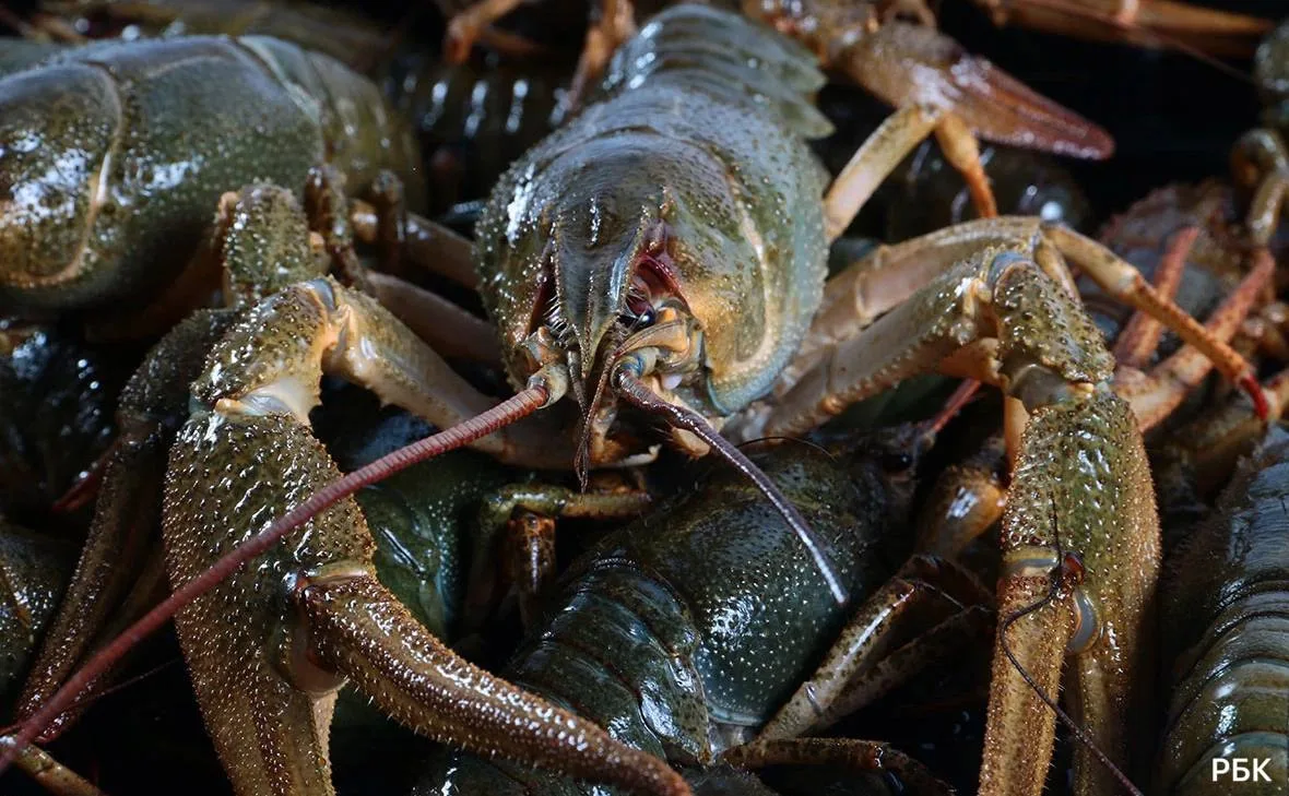 🦞 В Башкирии почти в 15 раз увеличили компенсацию за незаконный вылов раков