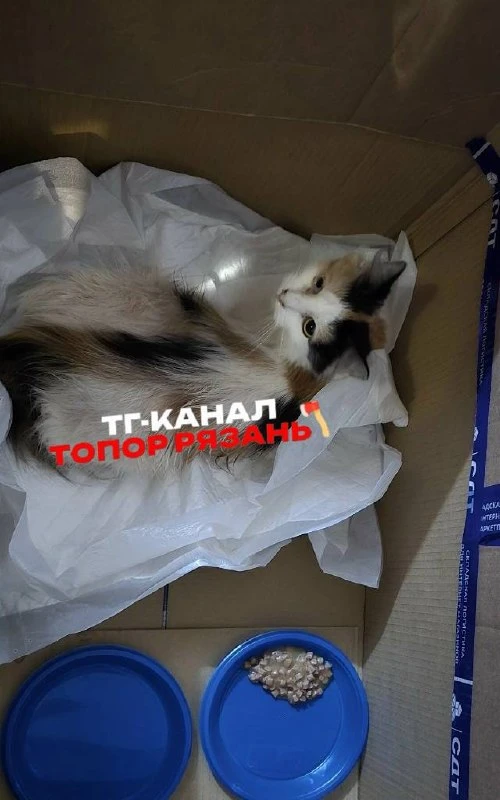 ⚡️Кошку ВЫБРОСИЛИ из окна на Большой улице