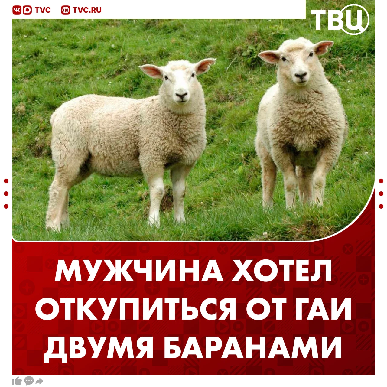 Двумя баранами решил откупиться от ГАИ житель Ставрополья