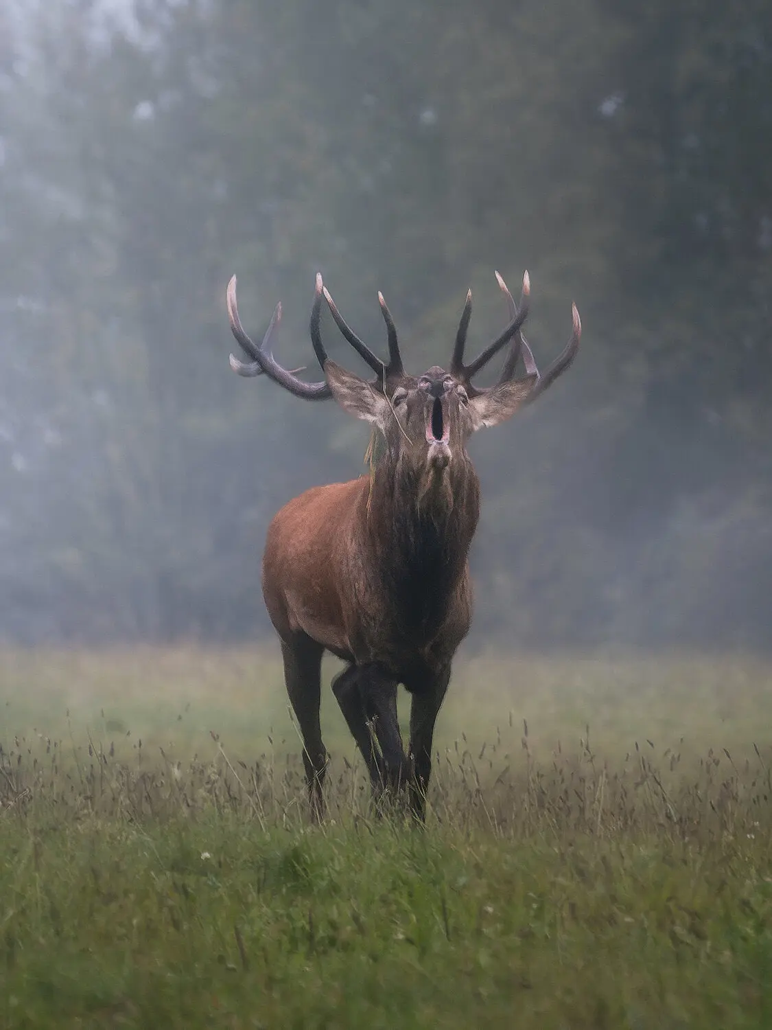 🦌 Рёв благородного оленя в период гона