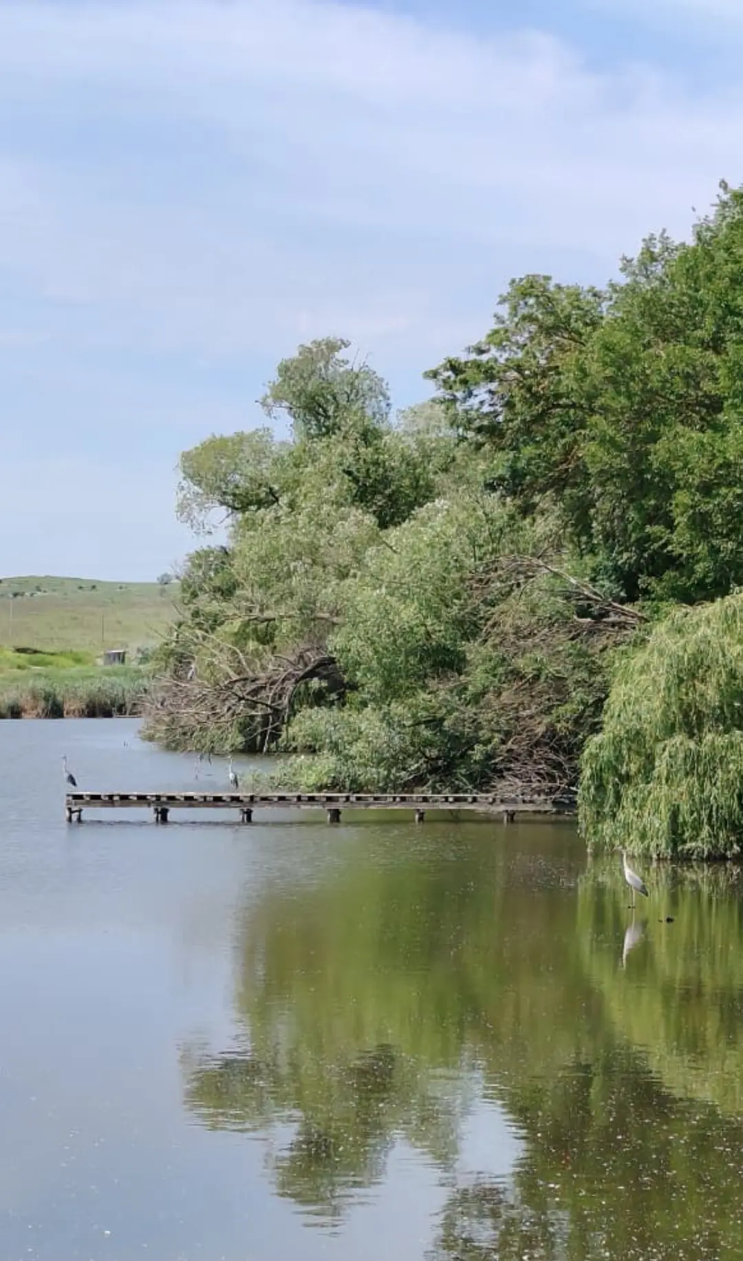 Привет из хутора Кизилова🪽🌳🦢

Сколько серых цапель вам удастся найти? 😉

📸от подписчицы.

"Впер