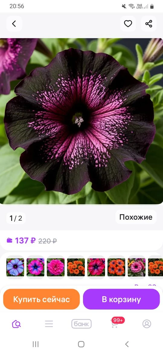 ❗️❗️❗️❗️❗️❗️❗️❗️❗️ Осторожно: семена вегетативных петуний — ловушка для цветоводов  В последнее врем