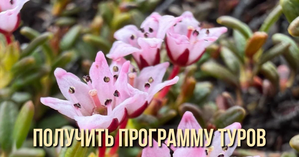 Чтобы получить программу любого из туров, просто напишите его название в наш отдел заботы
⬇️
Полина
