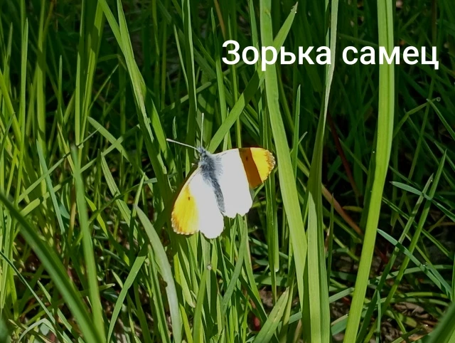 Заканчивается наше путешествие к буграм за поселком Лесное на юг от Миусинска, до которых я так и не
