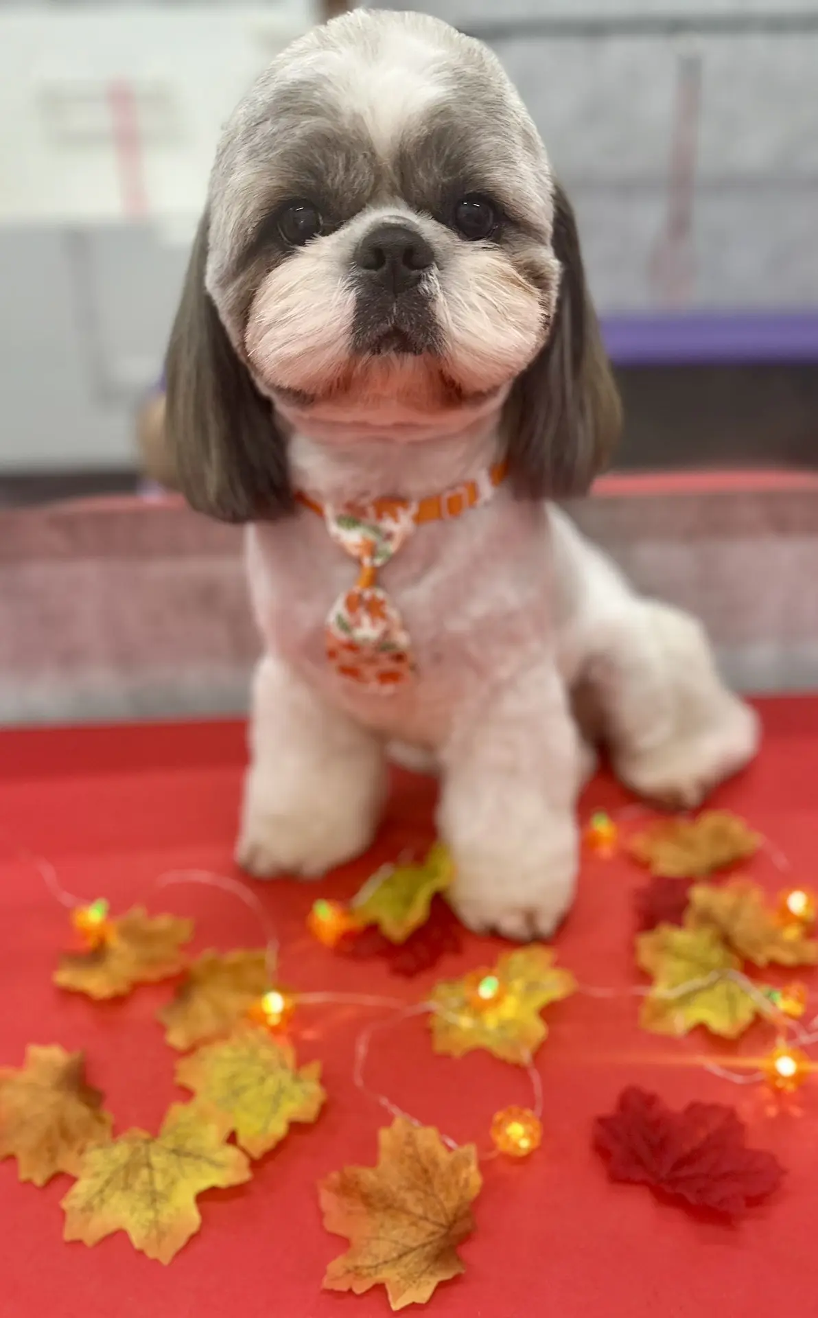 🧡🍁 Лева 🍁🧡