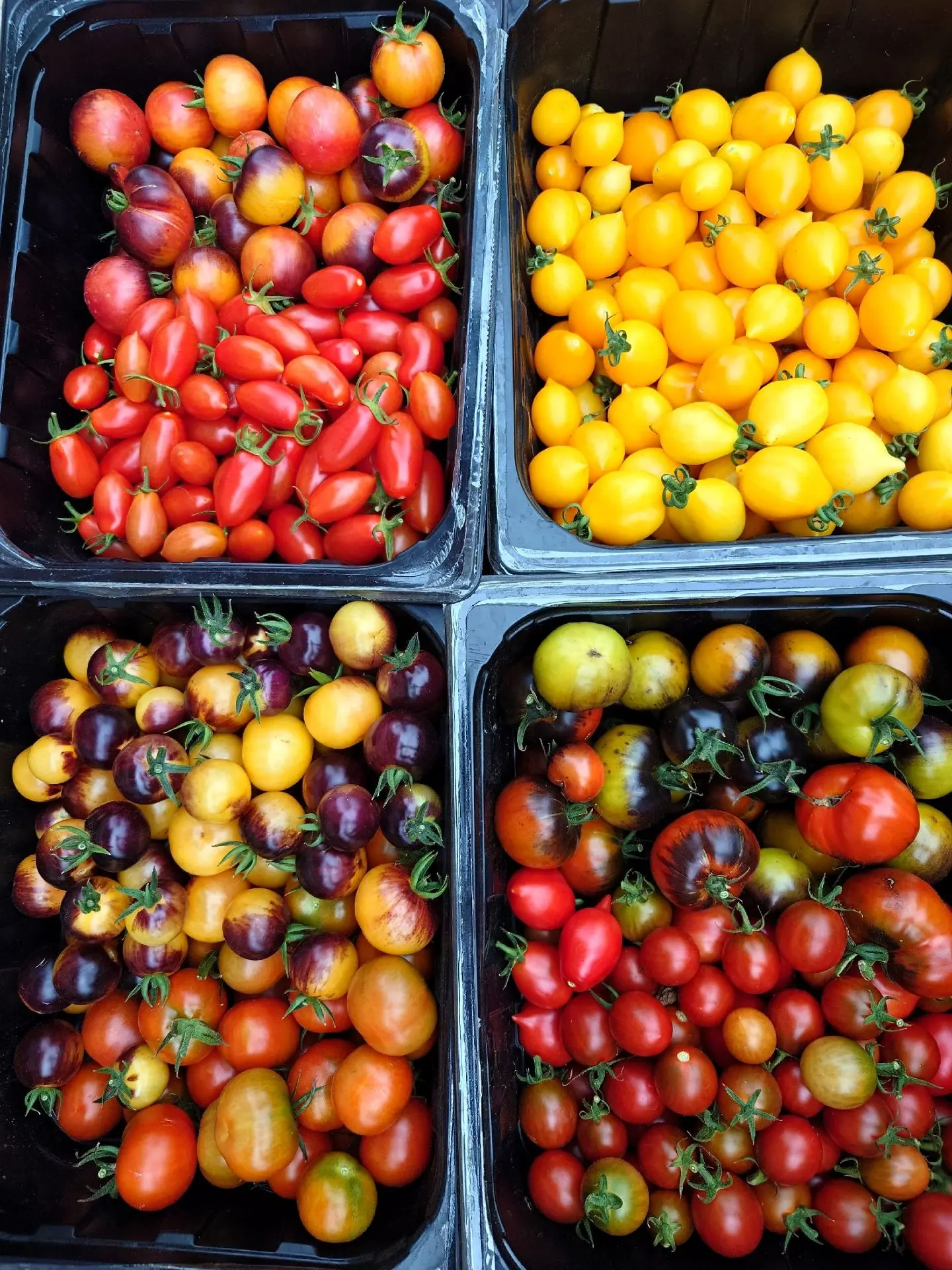 Заготовка семян активно  продолжается 🍅🍅🍅