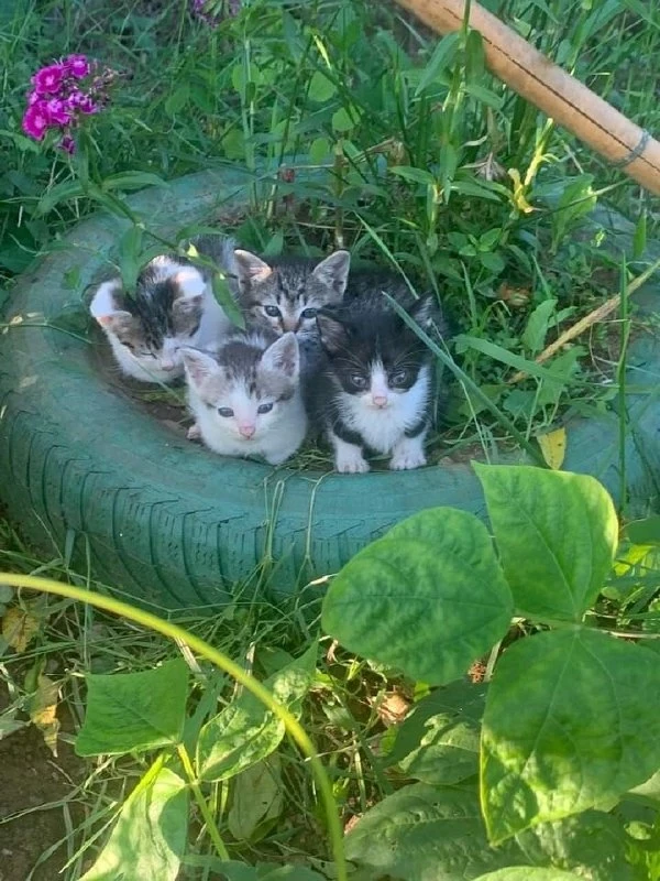подпишись на котямбусы🐈