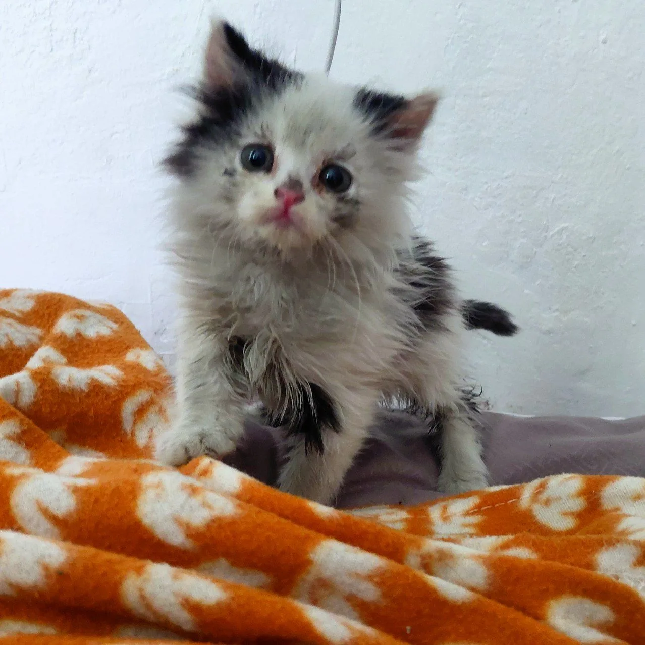 ПОМОГИТЕ СПАСТИ МАЛЫША!!!😿
Совершенно нельзя беднягу оставить дома из-за собаки. Не разрешают,а на 