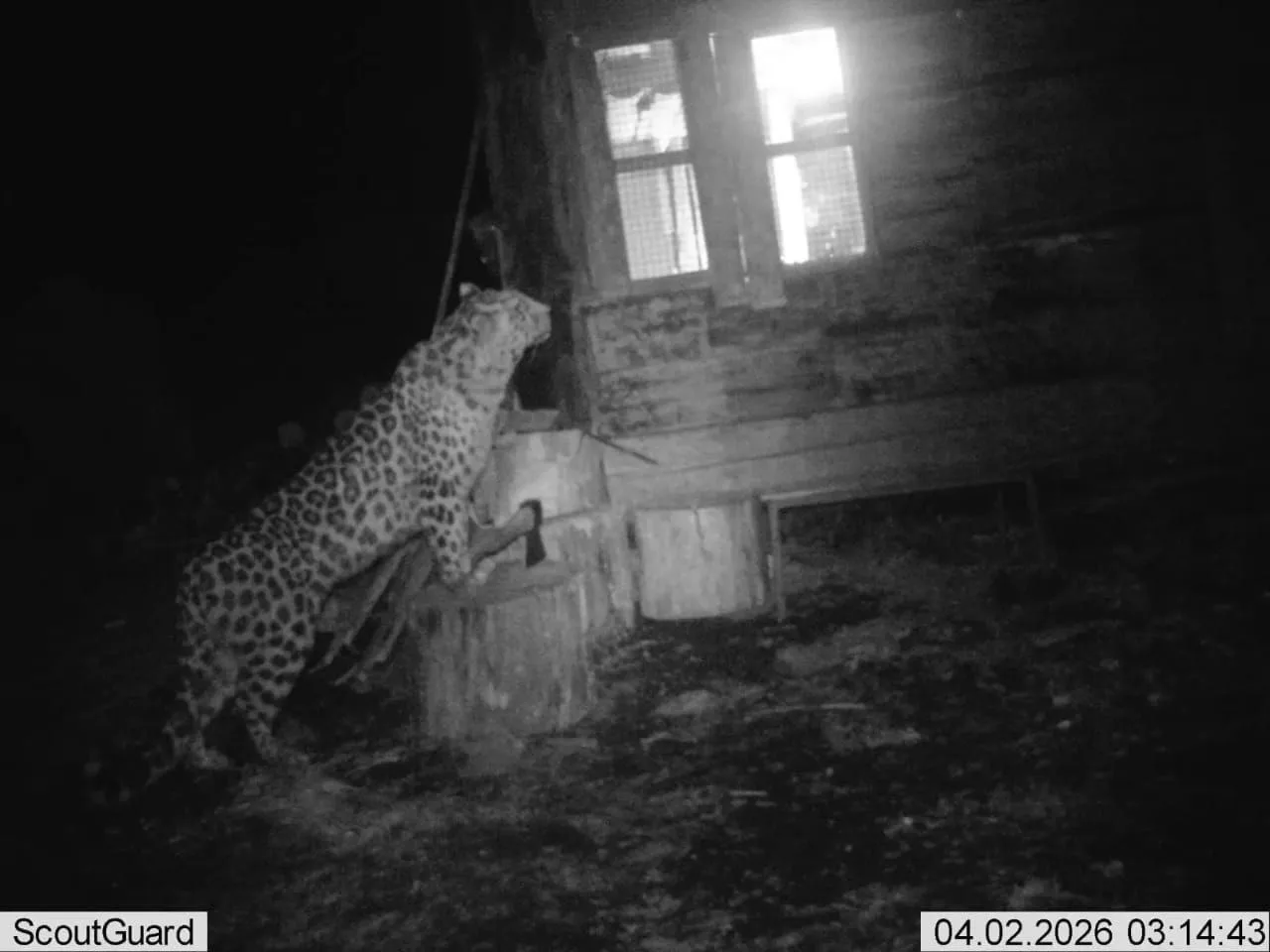 🐆В Приморье ночью леопард-разбойник пытался залезть к людям домой через  окно, а потом проник в сара