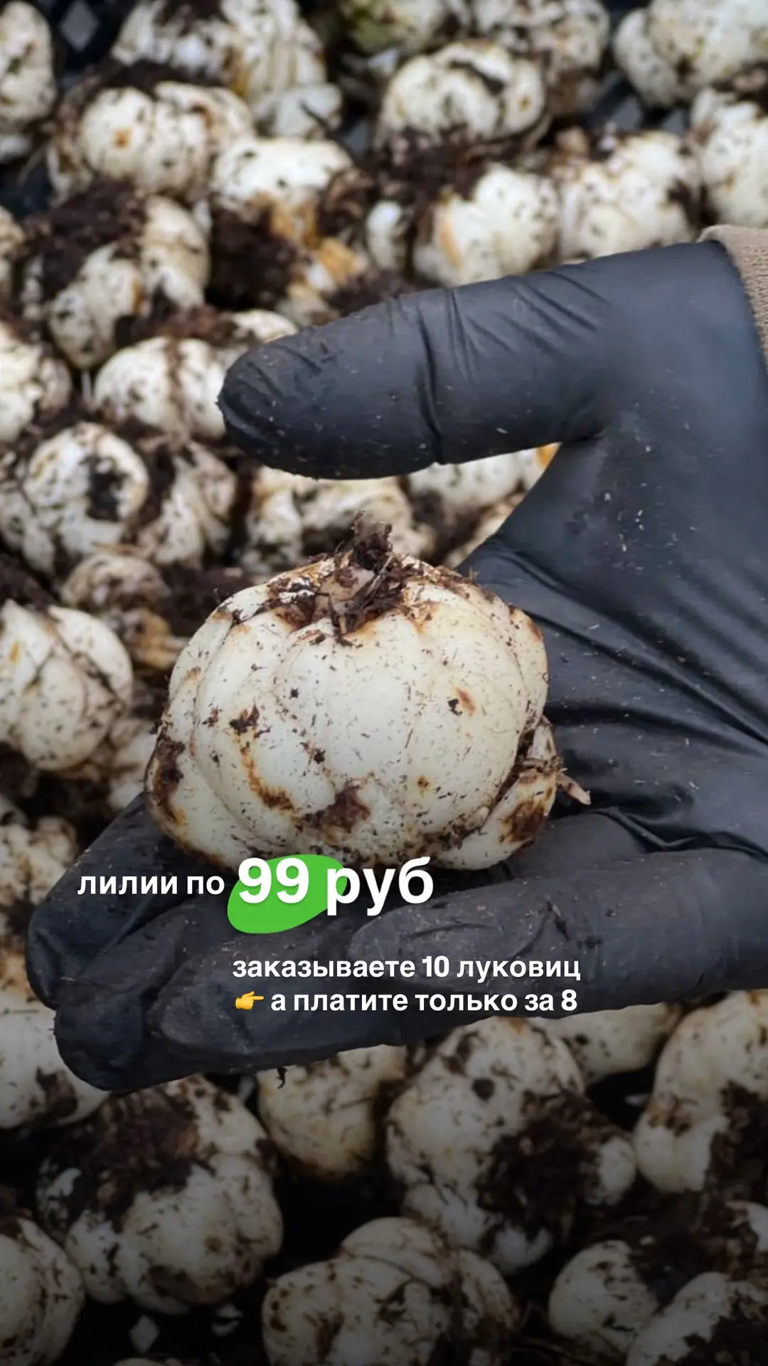 Дарим луковицы лилий 😍
ЛИЛИИ ПО АКЦИИ 8=10 и от 99 РУБ

В каталоге представлены азиатские,
LA-, вос
