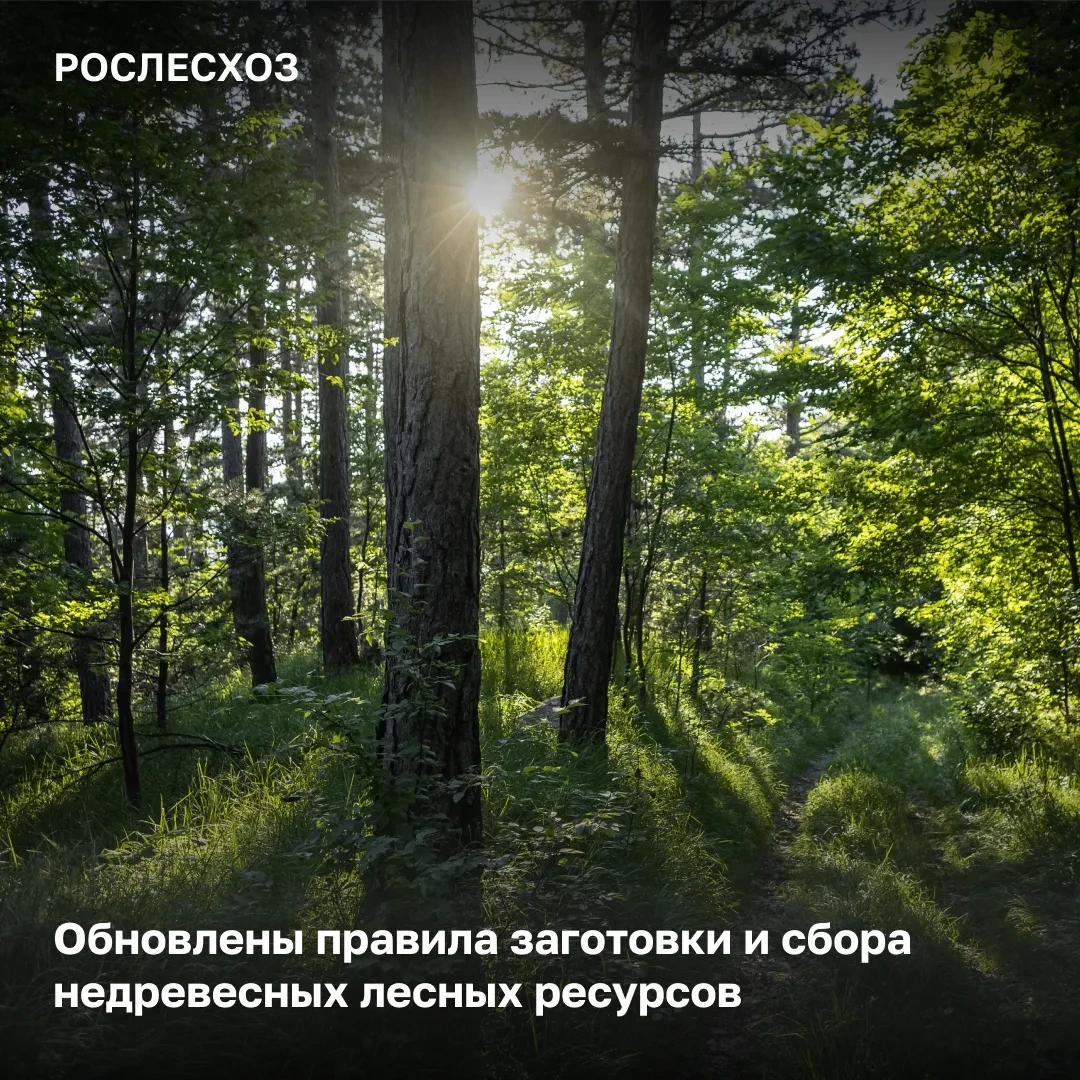 🟢 Новые правила касаются организаций и индивидуальных предпринимателей, которые загота...