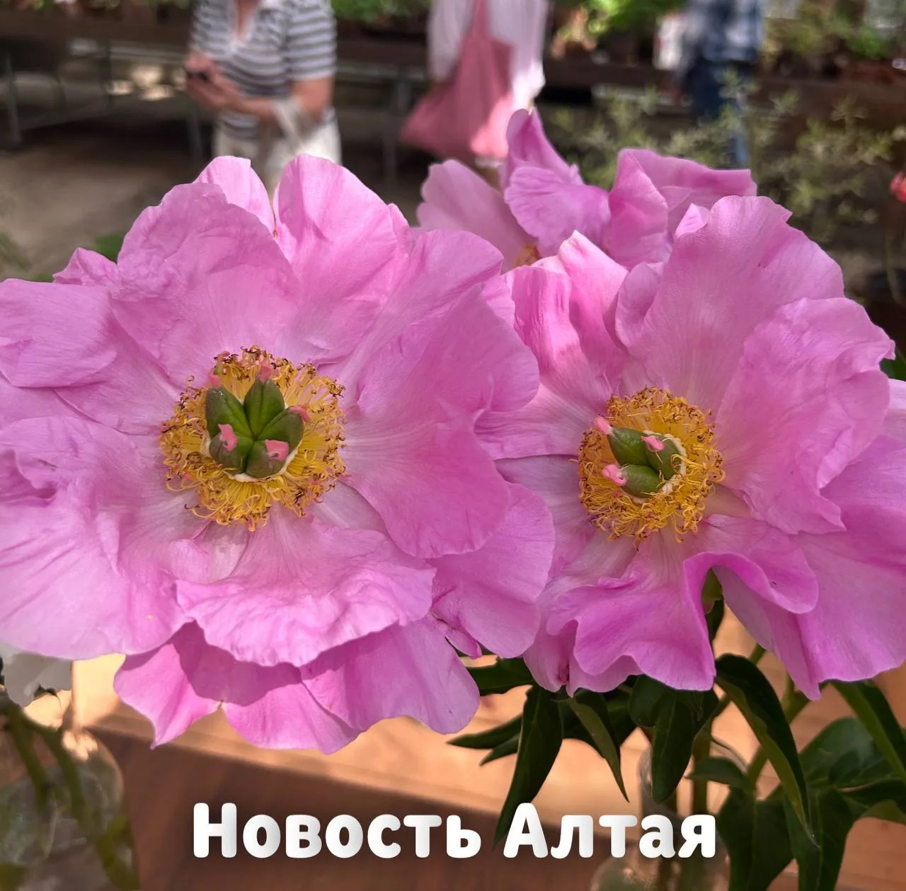😍 Эти 9 пионов сейчас сводят всех с ума в «Аптекарском огороде»

Листайте — предупреждаем: выбрать 