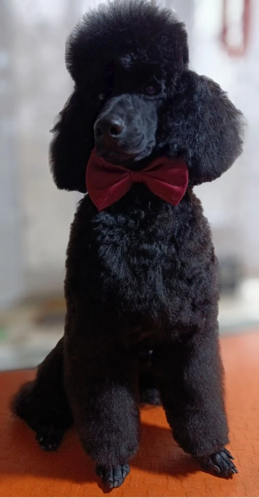 🐾🛁🧽🫧✂️🐩✨