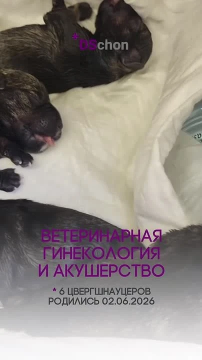 Роды у питомца — это не всегда процесс, который проходит сам по себе 🐾