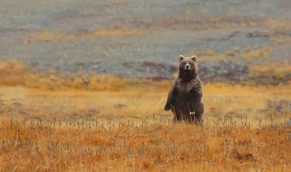 🐻 Карантин ввели из-за паразитов у медведя в Заринском районе