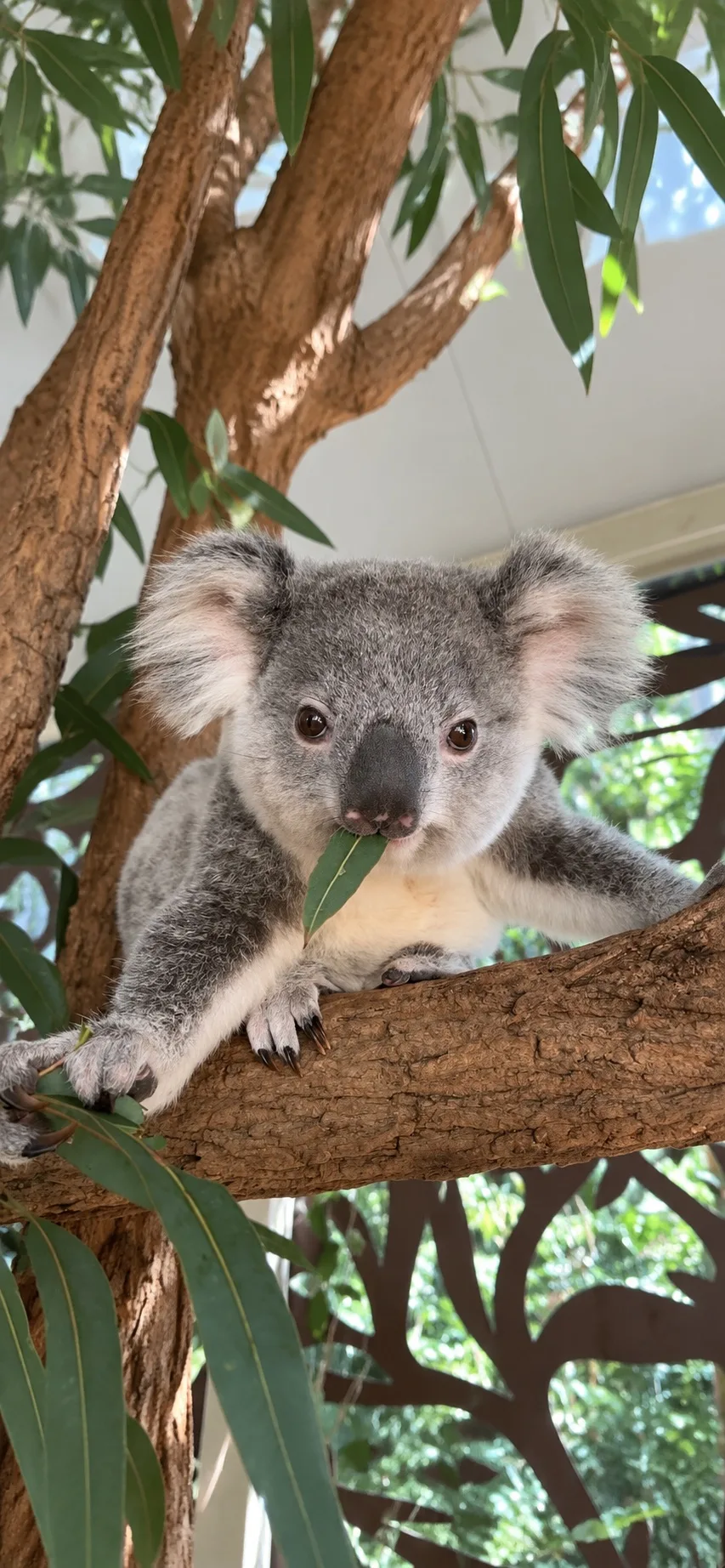 Милые обои с коалами 🐨
