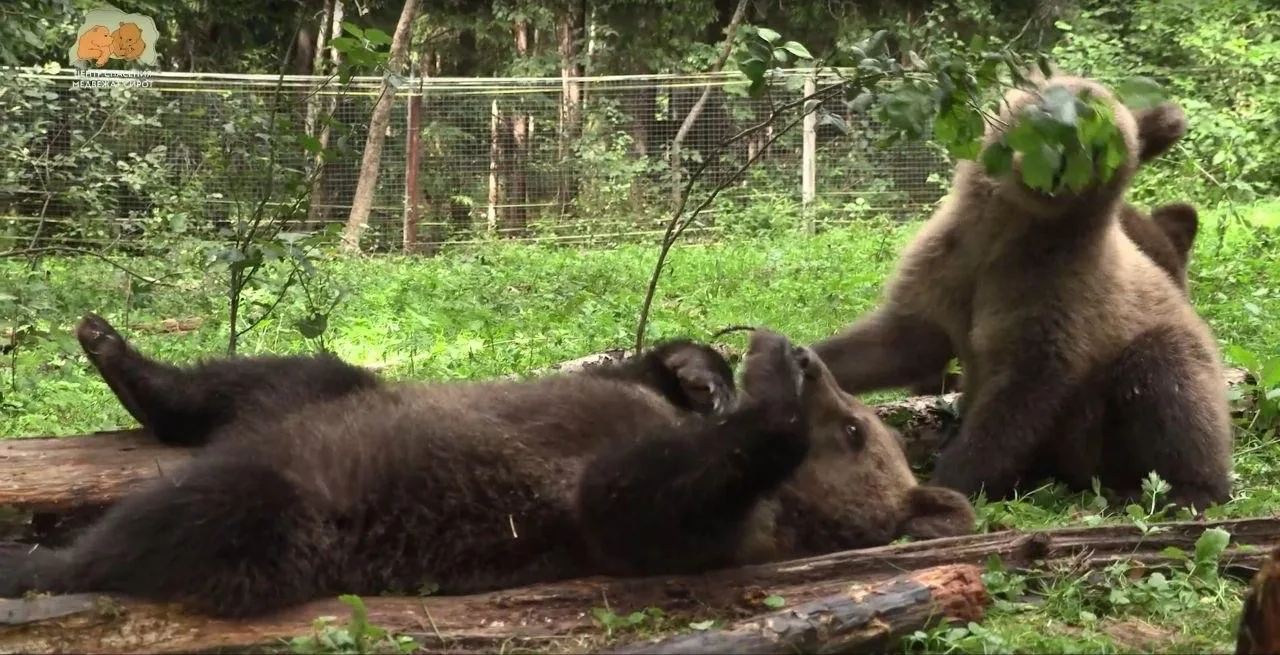 🐻❤️ Помните трёх медвежат, которых этой весной спасли в Удмуртии?

В конце марта в Кезском районе н