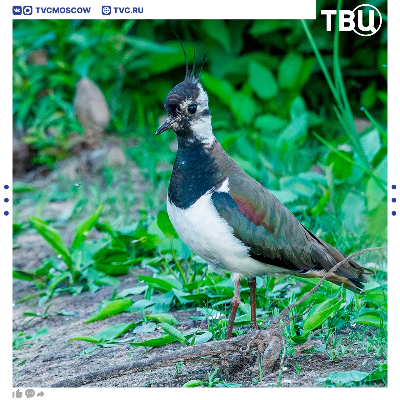 🐦 Краснокнижного чибиса с птенцами обнаружили в Москве