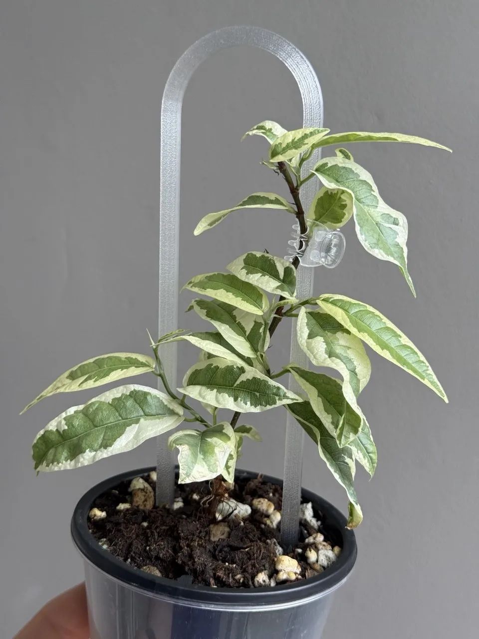 Фикус sagittata variegata

Много пьет, соответственно грунт у него быстро просыхает, а засушку он не