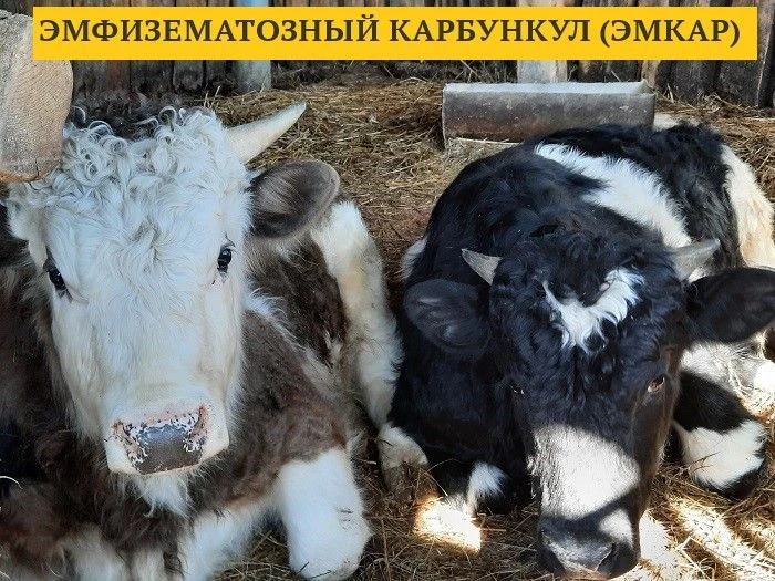 ЭМКАР, или иначе – эмфизематозный (шумящий, симптоматический) карбункул - острая инфекционная болезн