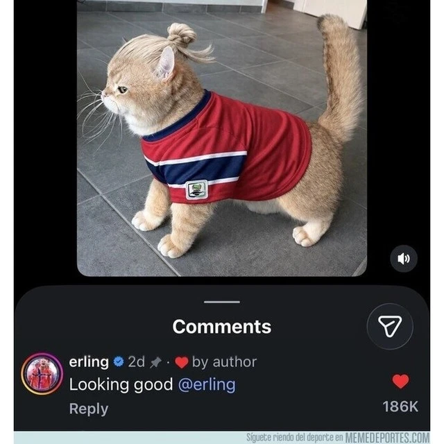 КАЖЕТСЯ В НОРВЕГИИ настоящий культ Холанда 🤯😼