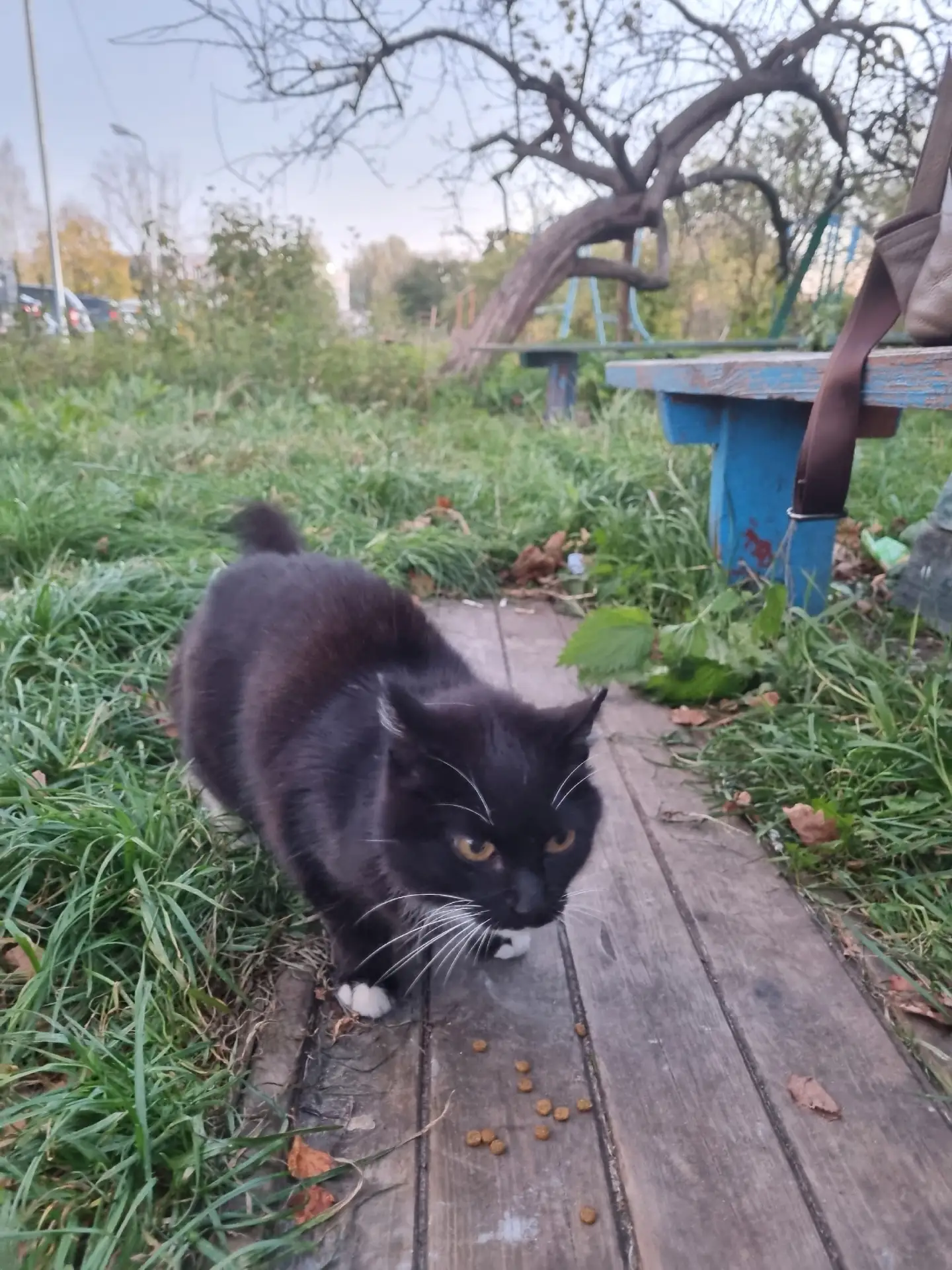 СРОЧНО!!! У кого убежала кошечка, металась у кафе Фатьянов.  89190148443 Елена