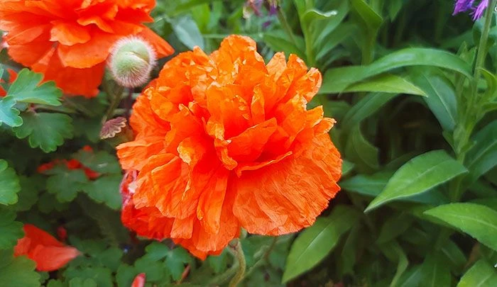 🌹5 июля — Ульянин день в народном календаре.🌹В народном календаре 5 июля —  Ульянин день или день 