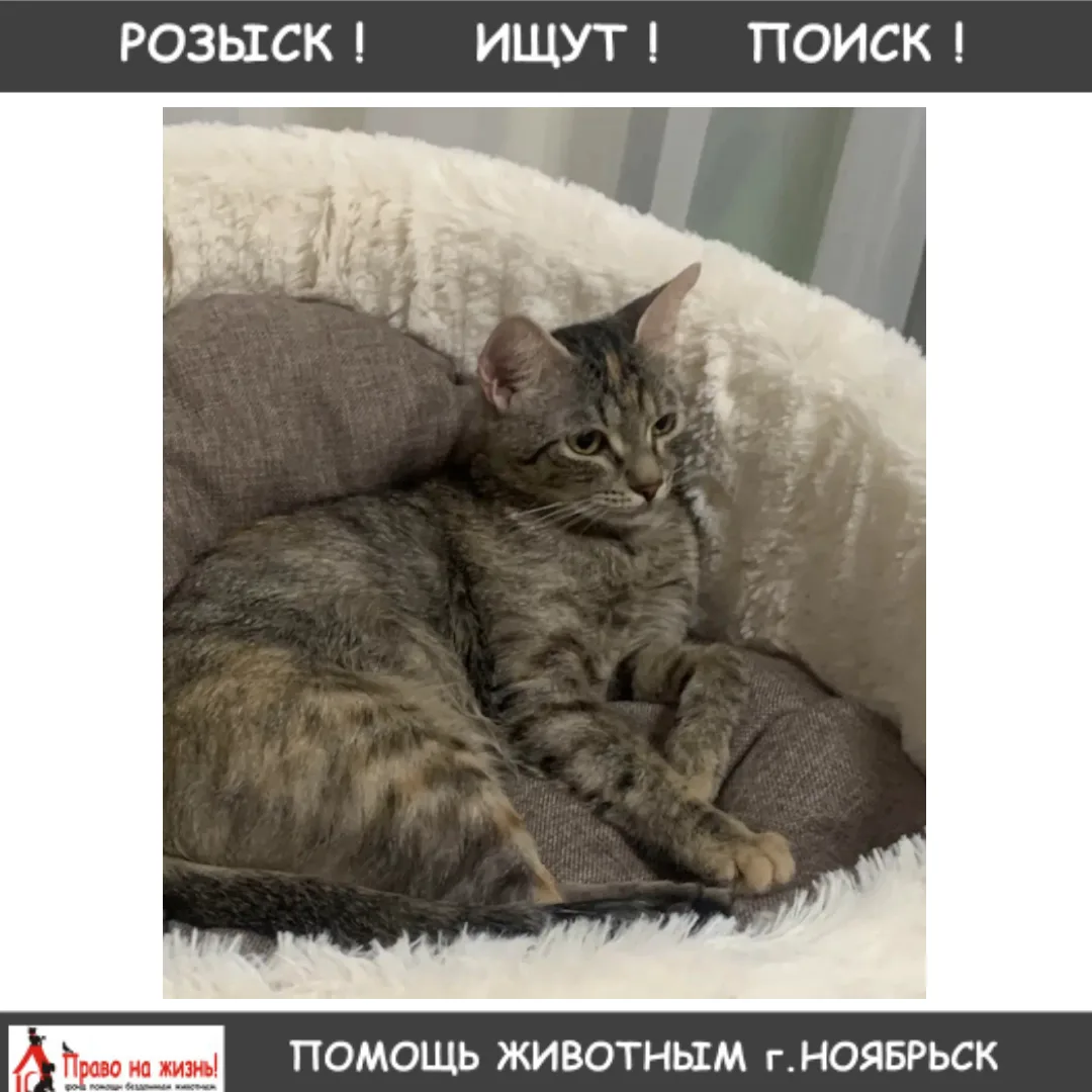 Пропала кошка ❗️