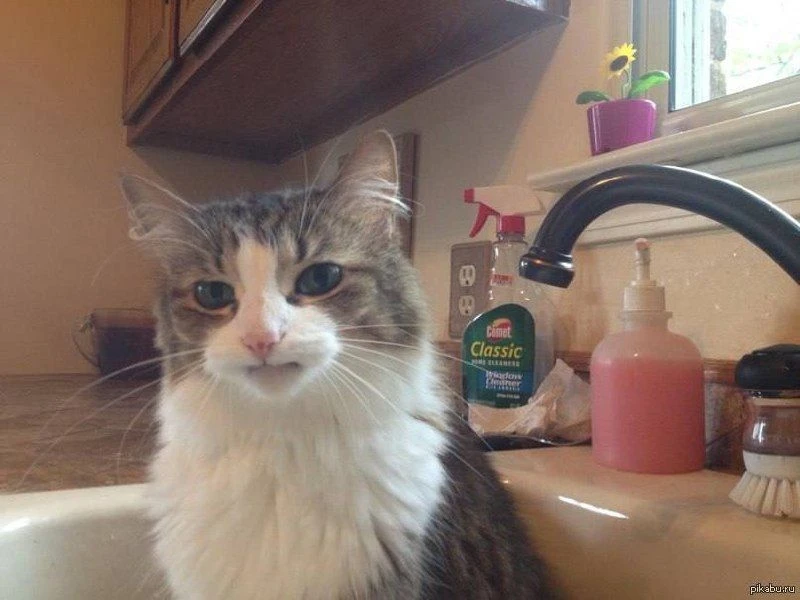 🐱 Кошка случайно устроила потоп в московской квартире — лапой открыла кран, и вода ушл...