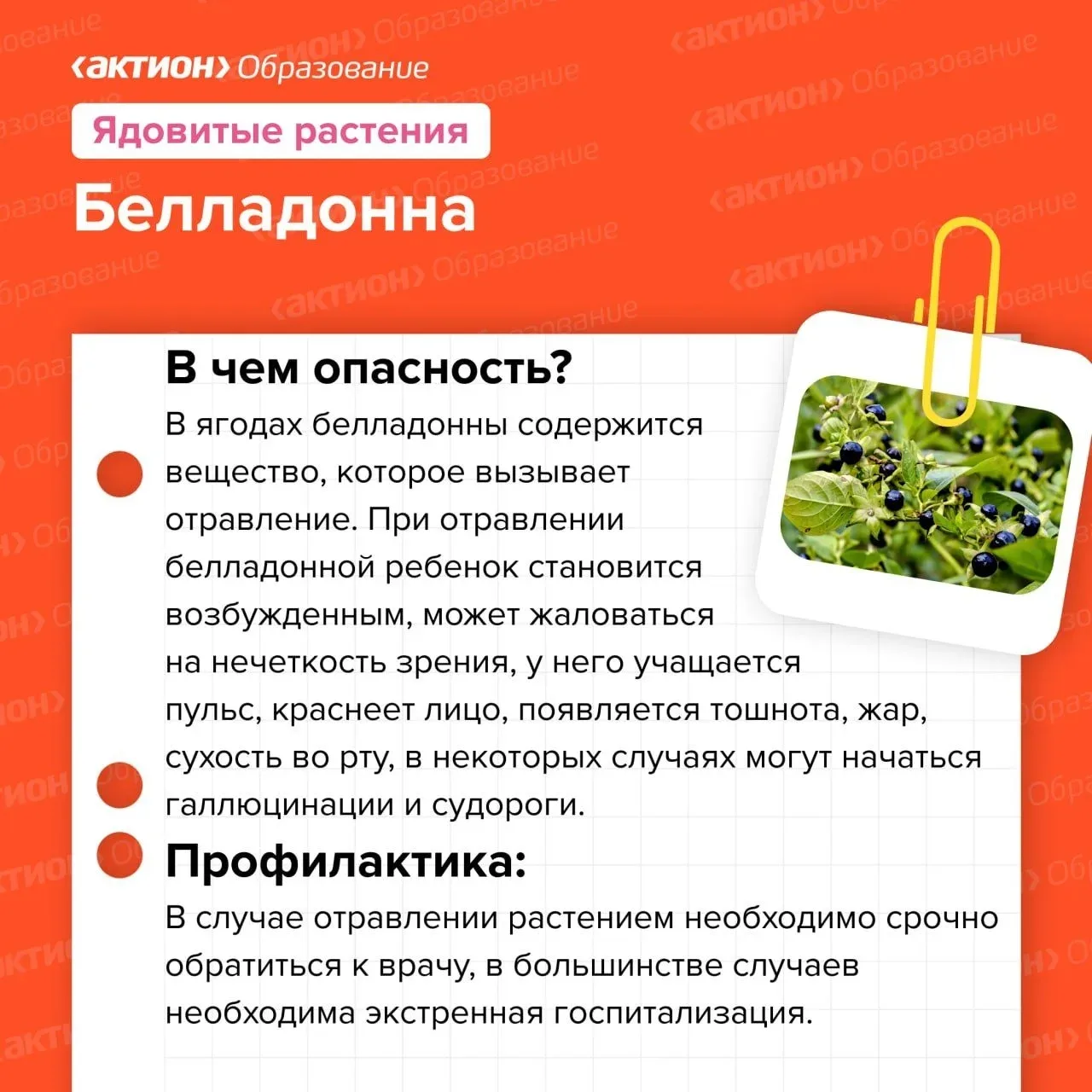 🌺 10 ядовитых растений, которые могут испортить прогулку с детьми
