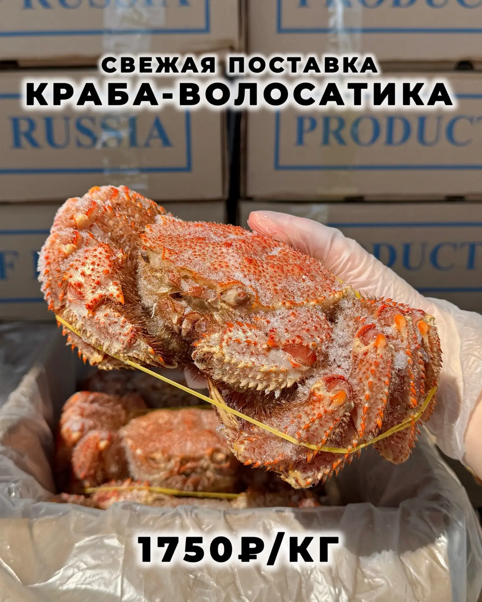 🦀Свежая поставка краба-волосатика!  Он не только красив и необычен, но еще и преступно хорош 😄  🌼Неж