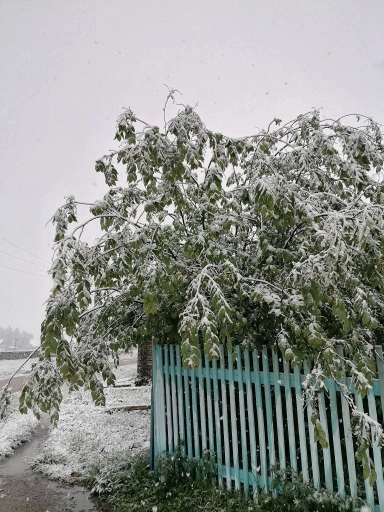 ❄️ Зимняя сказка летом - жители Мензы наблюдают редкое природное явление - снегопад в июне❄

💨Сегод