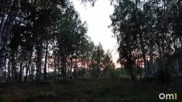 🐻 Омич повстречал медведя на единственной дороге в село
