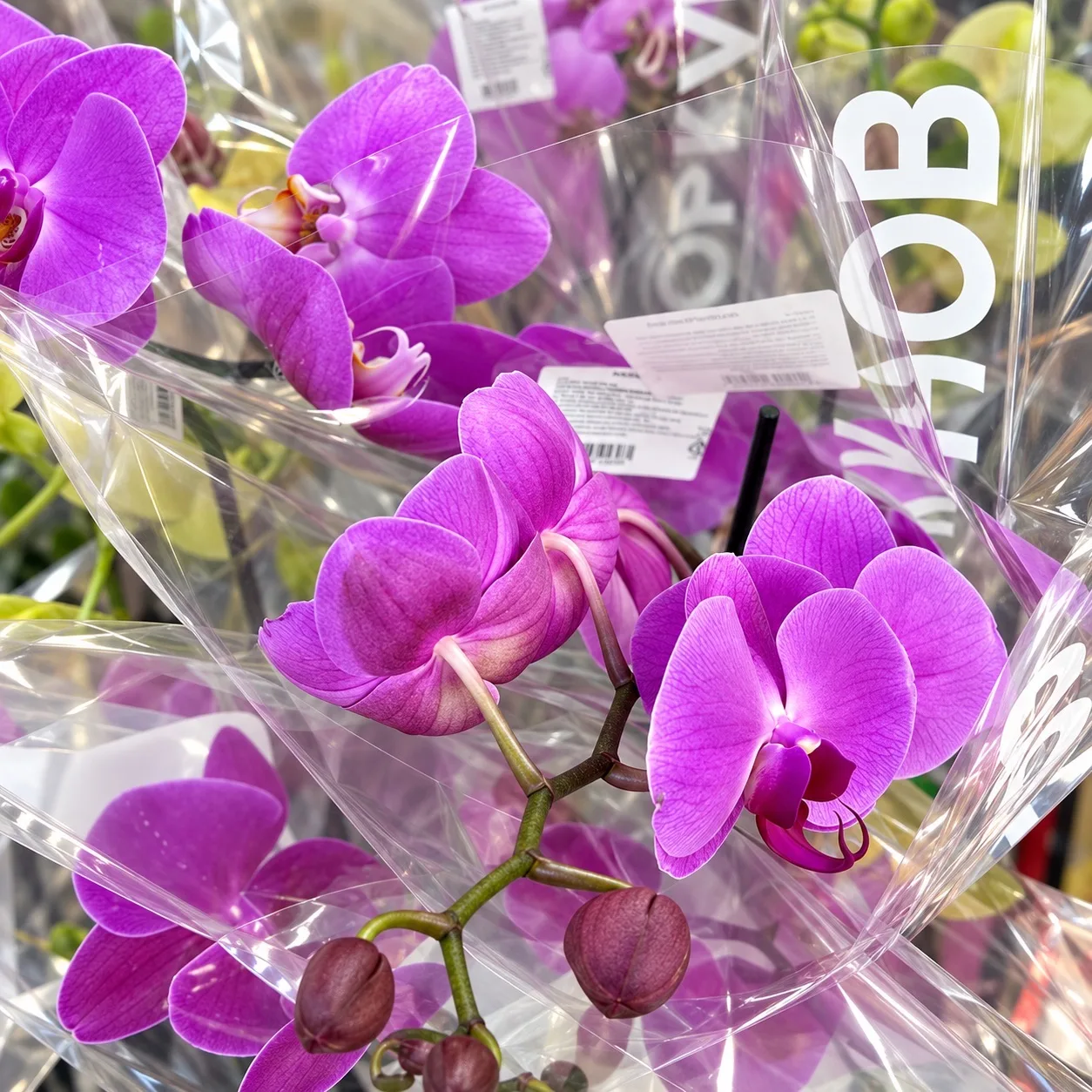 💐 Цветы ко Дню учителя в «Байрам»