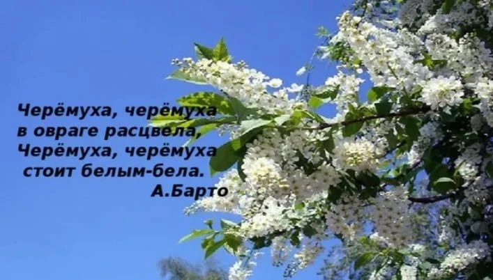 Рисование в старшей группе "Ветка черёмухи"