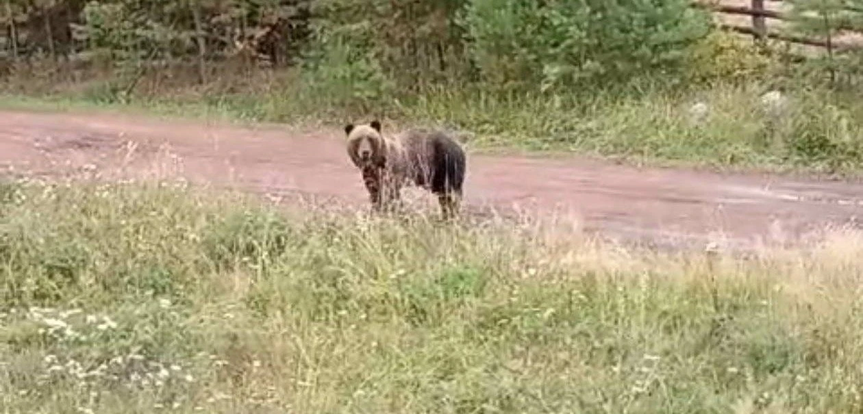 29 медведей было ликвидировано в Братске в границах города, в СНТ и в городских лесах. ...