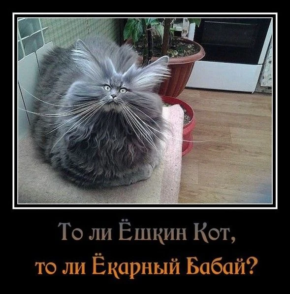 #юмор
Картинки на каждый день