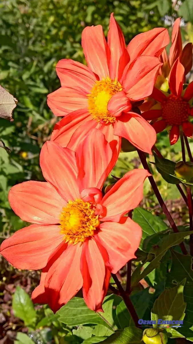Осенняя палитра красок из цветочного сада Юлии Чернявской! 😍🍁🌻