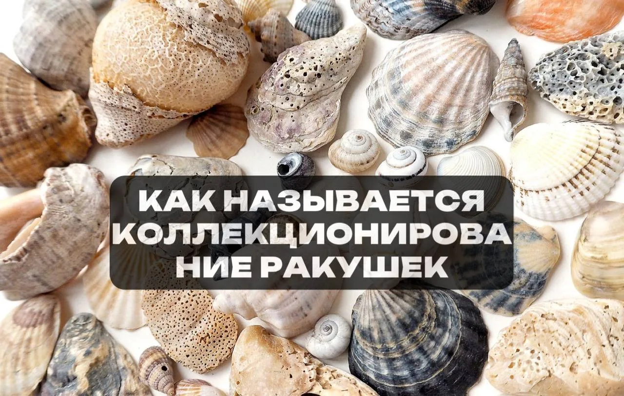 Конхиофилия  👌