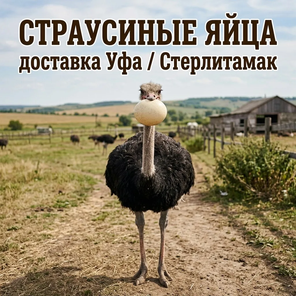 ВЫ ЖДАЛИ — СЕЗОН ОТКРЫТ! 

Наконец-то начался сезон свежих, отборных страусиных яиц! 
🥚Это не прост